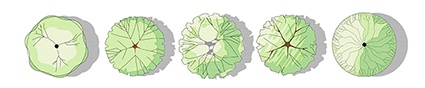 Tree color symbols: Interior linework (detailed)