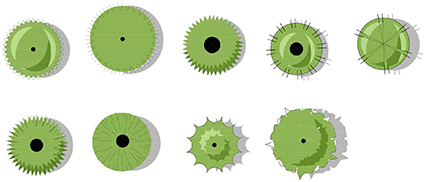 Shrub color symbols: Evergreen