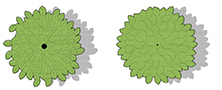 Shrub color symbols: Interior foliage