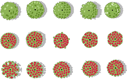 Shrub color symbols: Flower